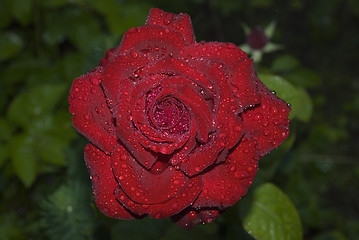 Image showing rose2