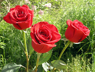 Image showing roses