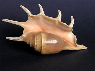 Image showing shell2