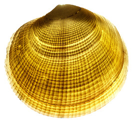 Image showing shell3
