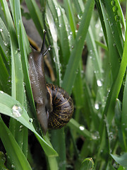 Image showing snail