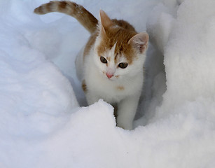 Image showing snow cat