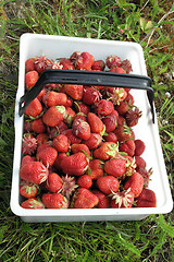 Image showing strawberry2