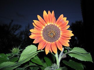 Image showing sunflower