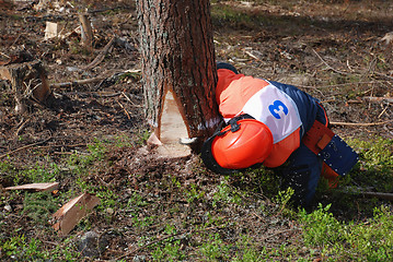 Image showing wood-cutter