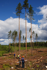 Image showing cutting down trees