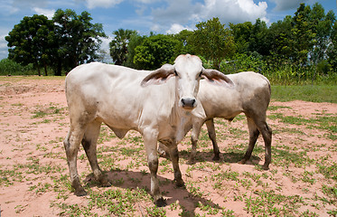 Image showing Two Asian cows in Northwestern Thailand