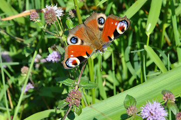 Image showing European Peacock