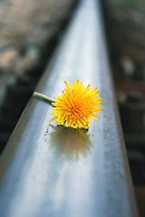 Image showing flower on rails