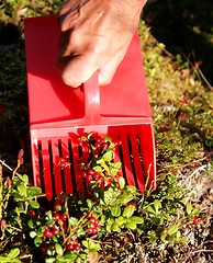 Image showing Berry picker