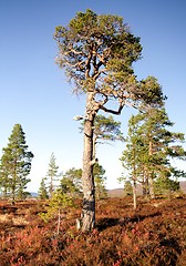 Image showing Pines