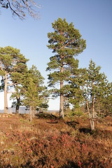 Image showing Pines