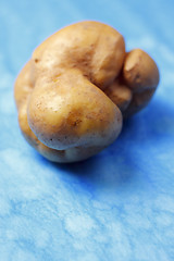 Image showing Deformed spud