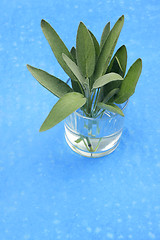 Image showing A bunch of sage in glass