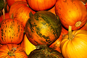 Image showing Oodles of orange and yellow ripe pumpkins