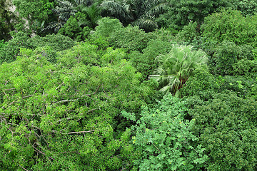 Image showing forest view from high