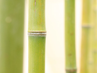 Image showing bamboo