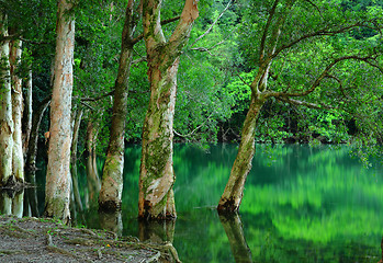 Image showing tree on water