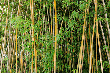 Image showing bamboo