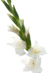 Image showing White Gladiolus detail