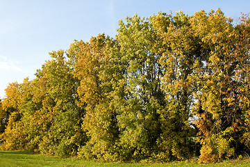 Image showing Autumn trees