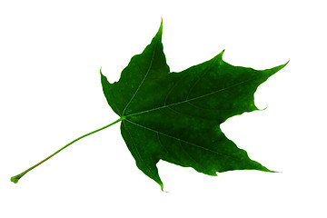 Image showing Maple leaf