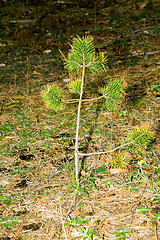 Image showing Small pine