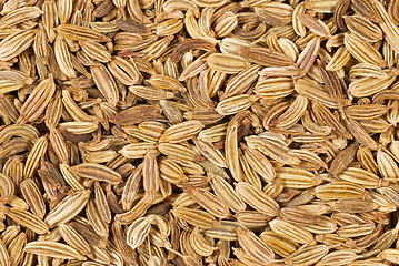 Image showing Fennel seeds