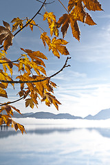 Image showing autumn leaf