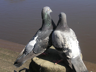 Image showing pigeons in love