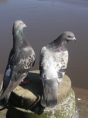 Image showing a pair of pigeons