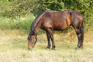 Image showing A horse