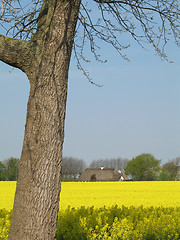 Image showing Canola field