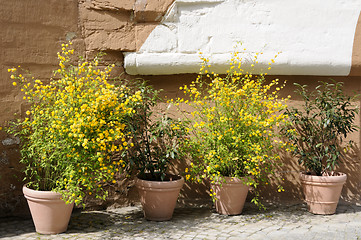 Image showing Flowerpots