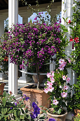 Image showing Mediterranean garden