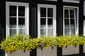 Image showing Windows with flower boxes