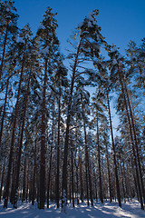 Image showing Leaning trees