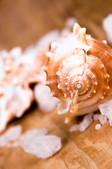 Image showing seashell and salt