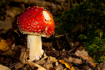 Image showing Fly agaric