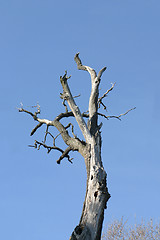 Image showing Dead tree