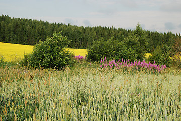 Image showing Fields and forests of Uusimaa region in Finland