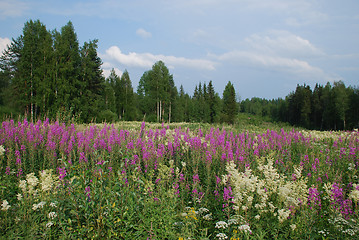 Image showing Wild lupins meadows, birch and coniferous forests of Central Fin