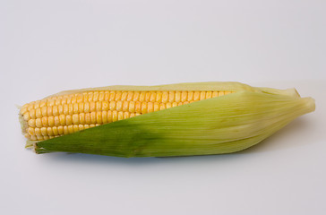 Image showing Corn ear