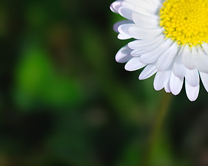 Image showing Flower abstract