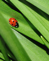 Image showing Ladybird on a green leaf