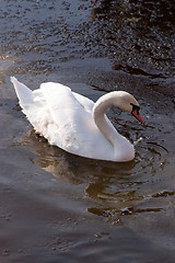 Image showing Swan