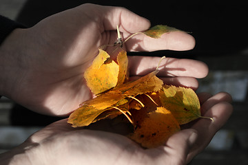 Image showing Autumn leaf