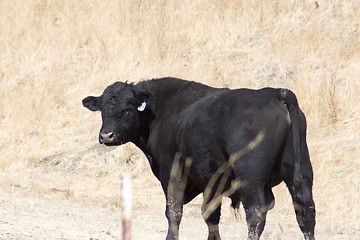 Image showing Black Cow in Pasture