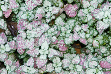 Image showing silvery leaves