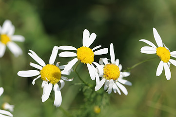 Image showing camomile